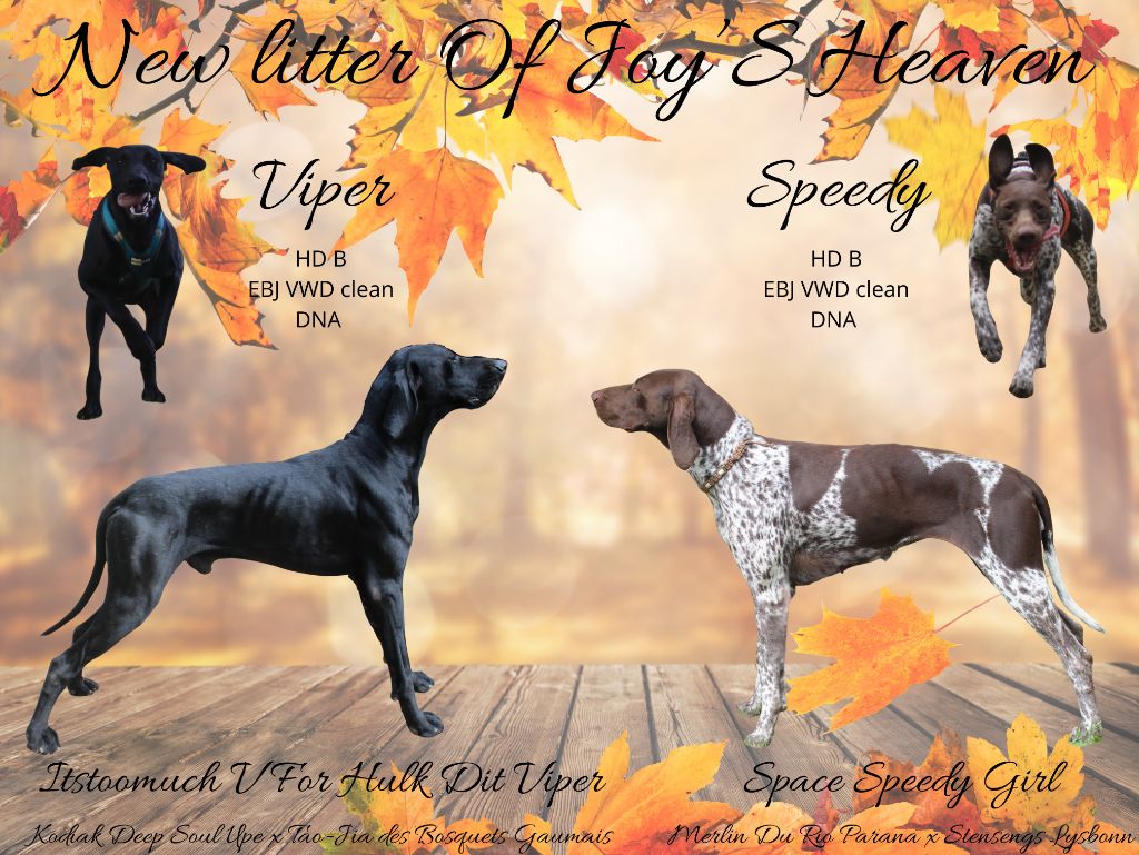 Mariage en avance de Speedy et Viper