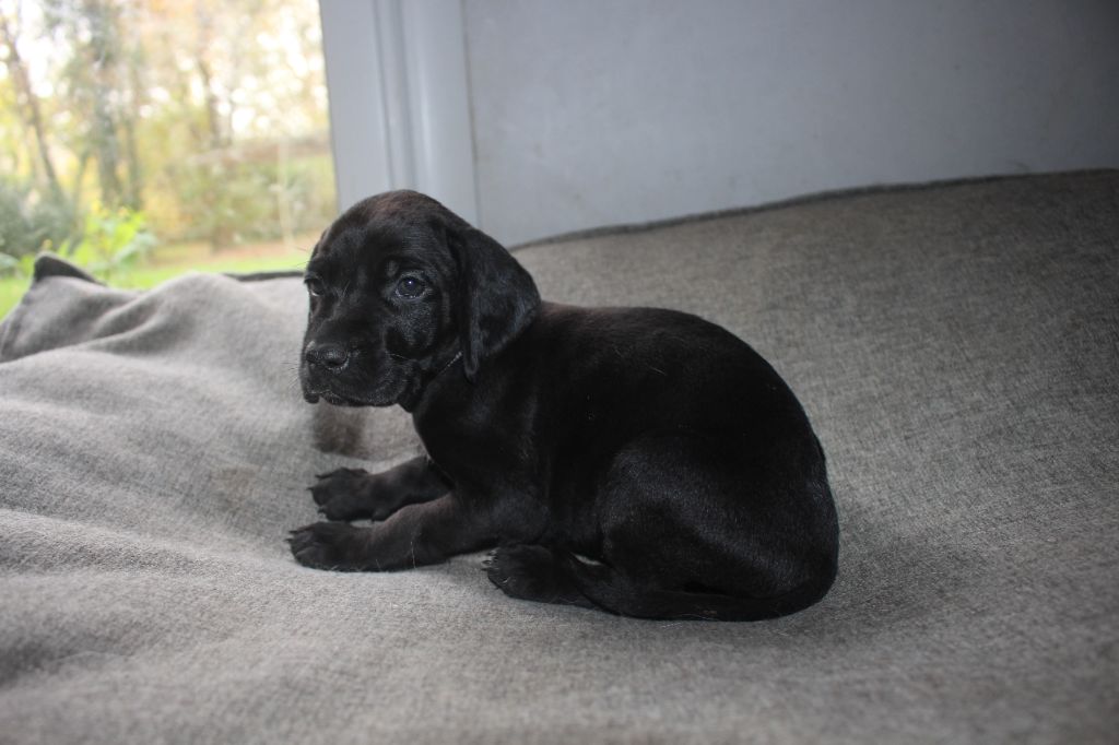 Of Joy's Heaven - Chiots disponibles - Braque allemand à poil court