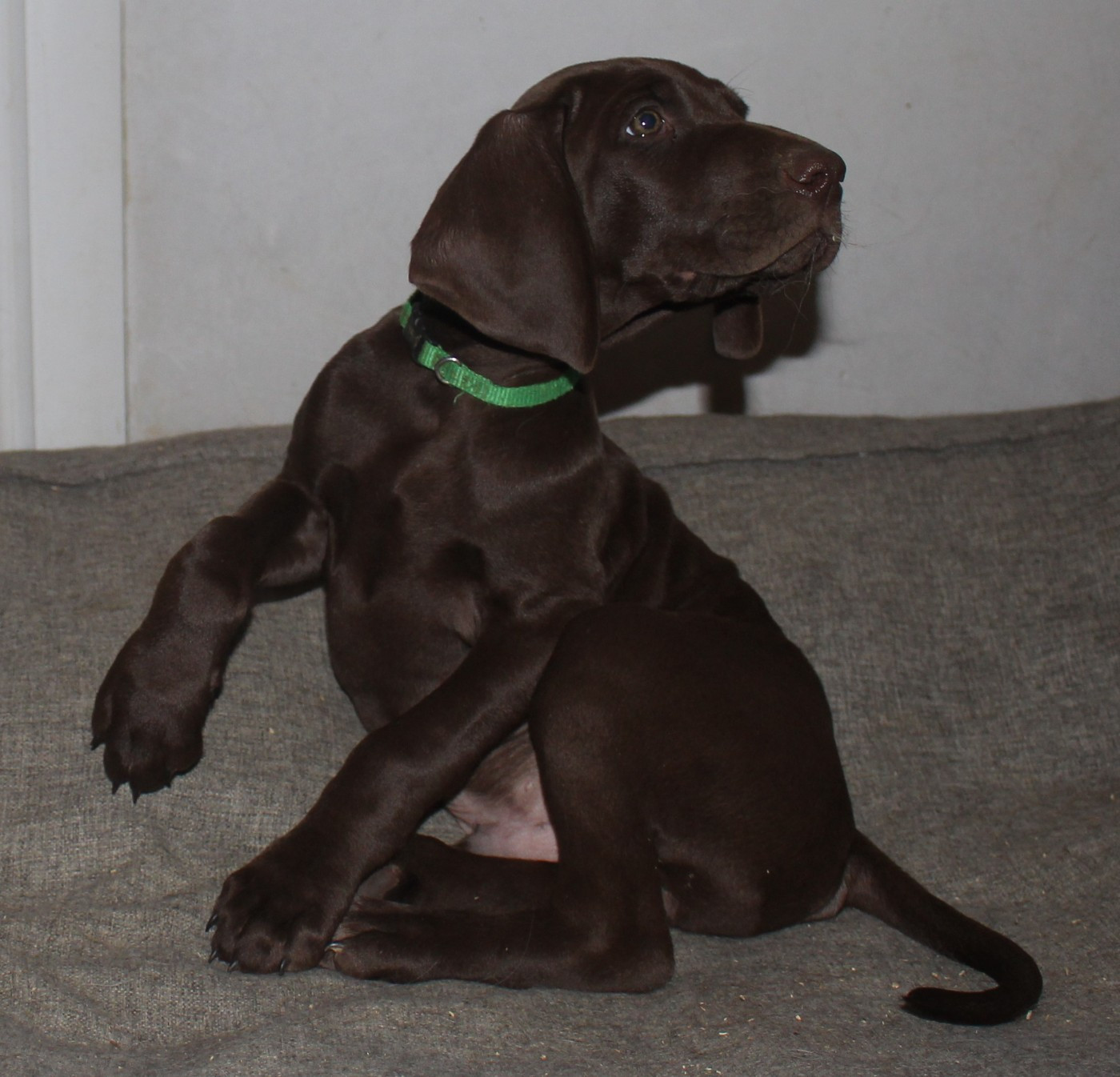 Of Joy's Heaven - Chiots disponibles - Braque allemand à poil court