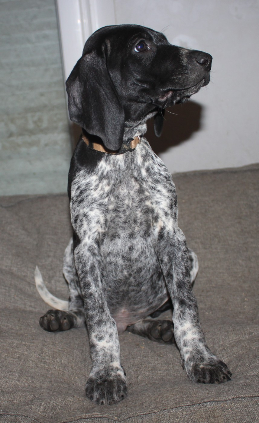 Of Joy's Heaven - Chiots disponibles - Braque allemand à poil court