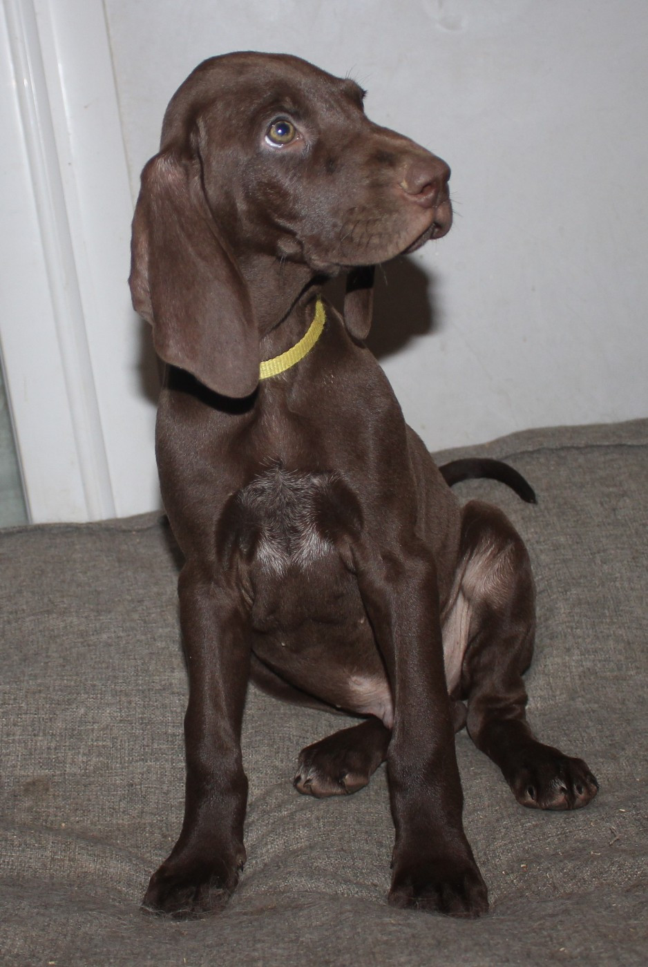 Of Joy's Heaven - Chiots disponibles - Braque allemand à poil court