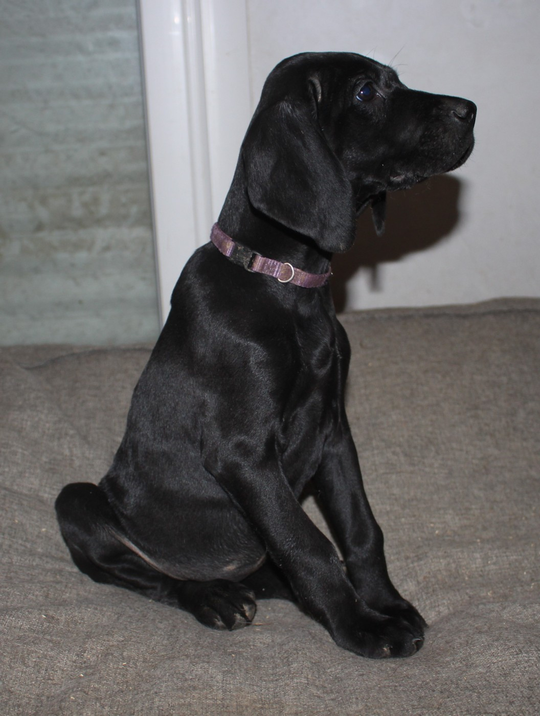 Of Joy's Heaven - Chiots disponibles - Braque allemand à poil court