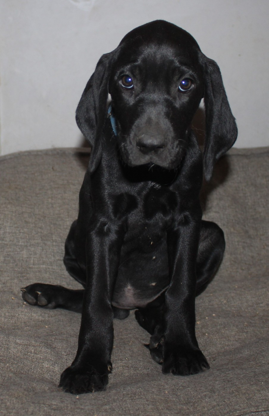 Of Joy's Heaven - Chiots disponibles - Braque allemand à poil court