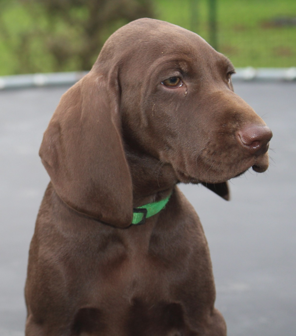 Of Joy's Heaven - Chiots disponibles - Braque allemand à poil court
