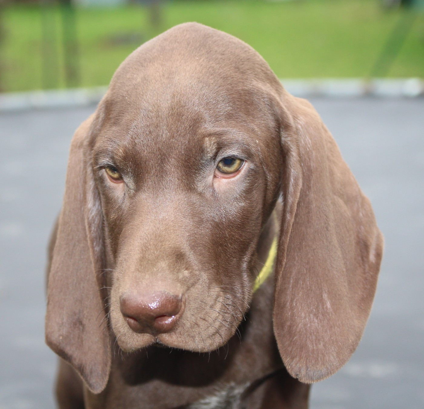 Of Joy's Heaven - Chiots disponibles - Braque allemand à poil court
