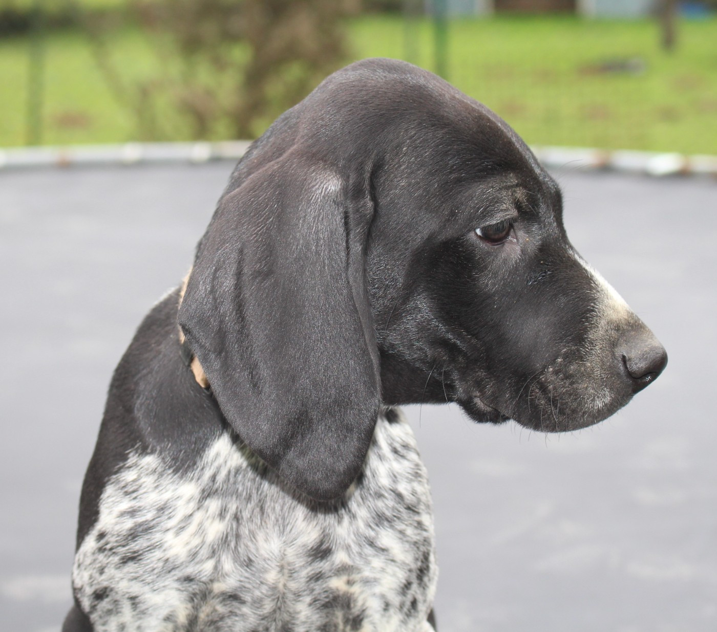 Of Joy's Heaven - Chiots disponibles - Braque allemand à poil court