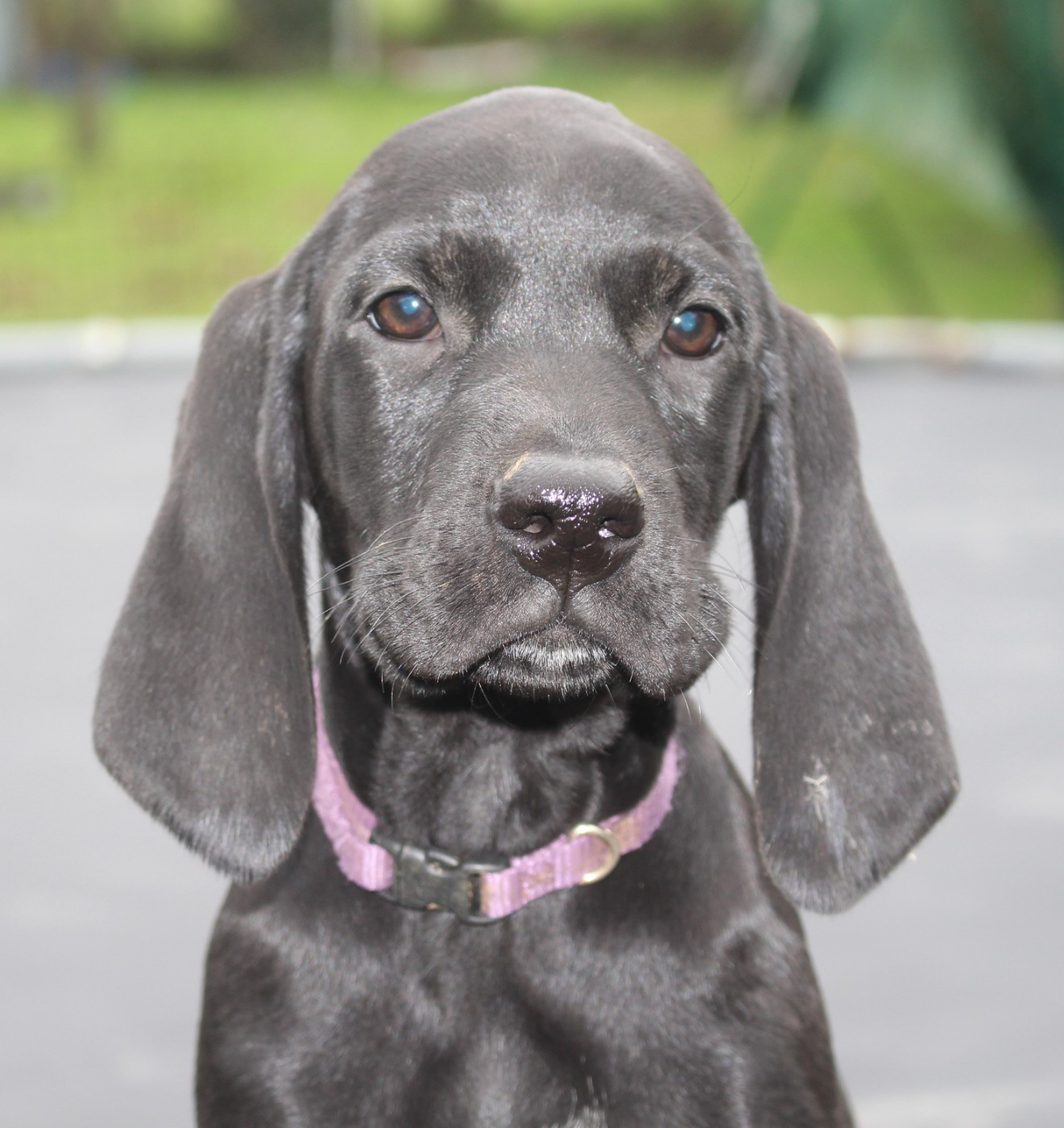Of Joy's Heaven - Chiots disponibles - Braque allemand à poil court
