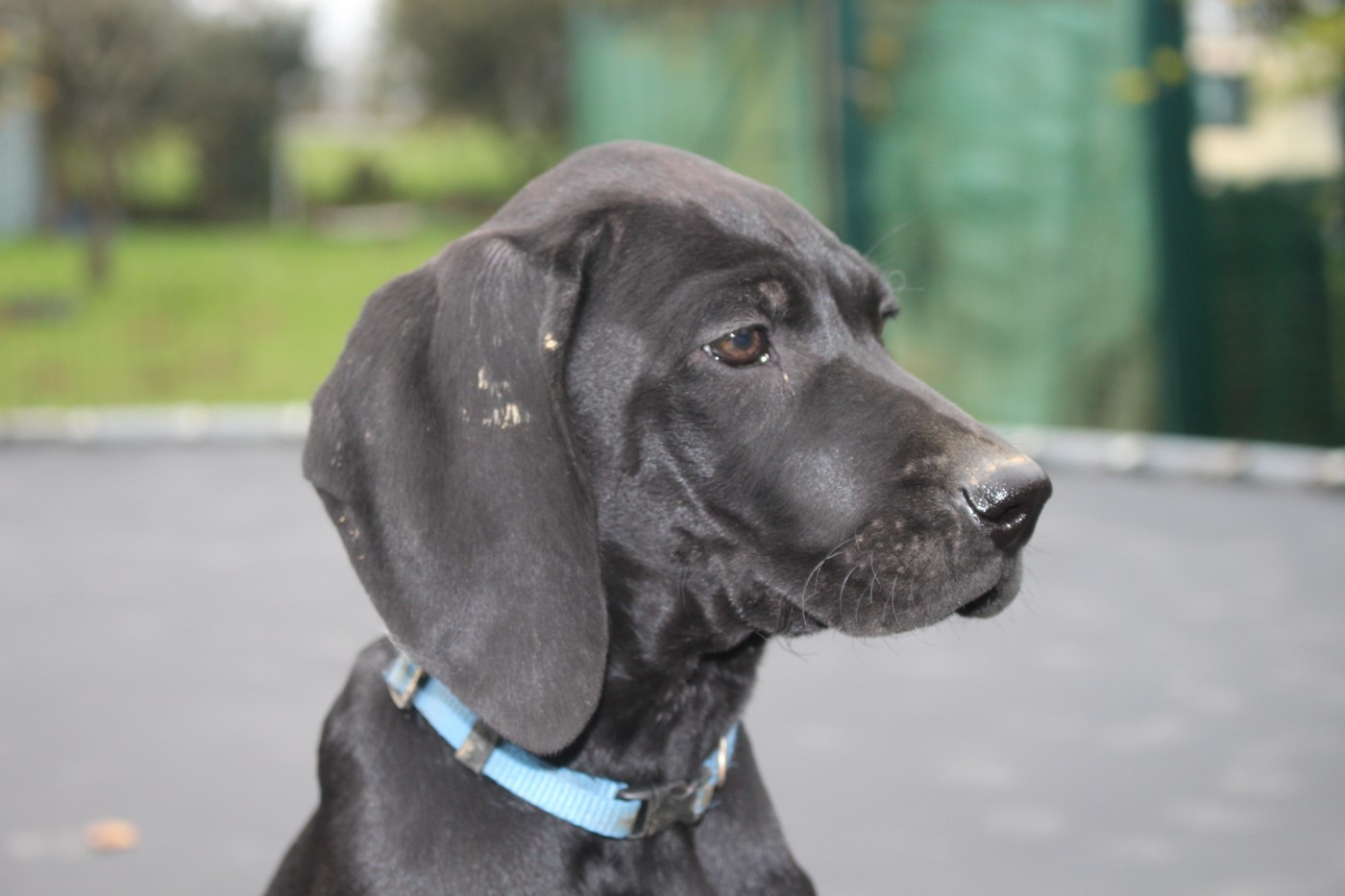 Of Joy's Heaven - Chiots disponibles - Braque allemand à poil court