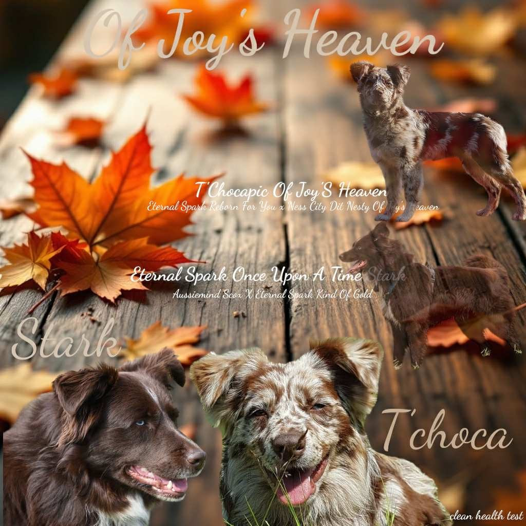 Chiot Berger Australien Of Joy's Heaven