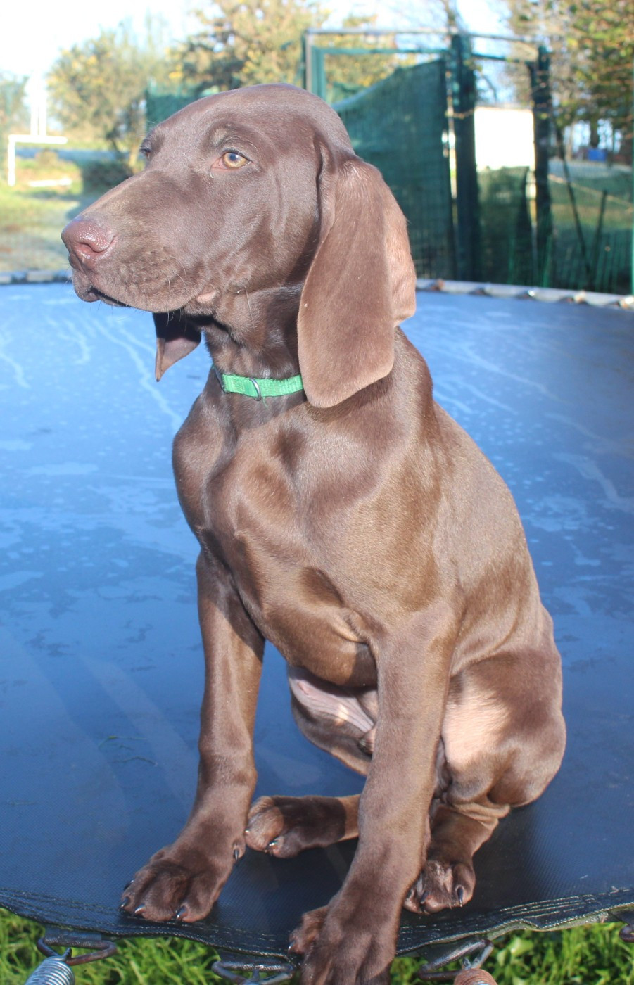 Of Joy's Heaven - Chiots disponibles - Braque allemand à poil court