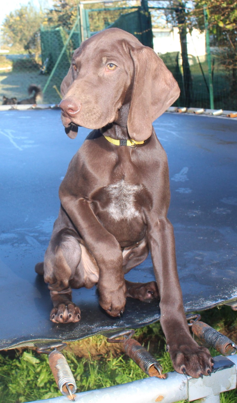 Of Joy's Heaven - Chiots disponibles - Braque allemand à poil court