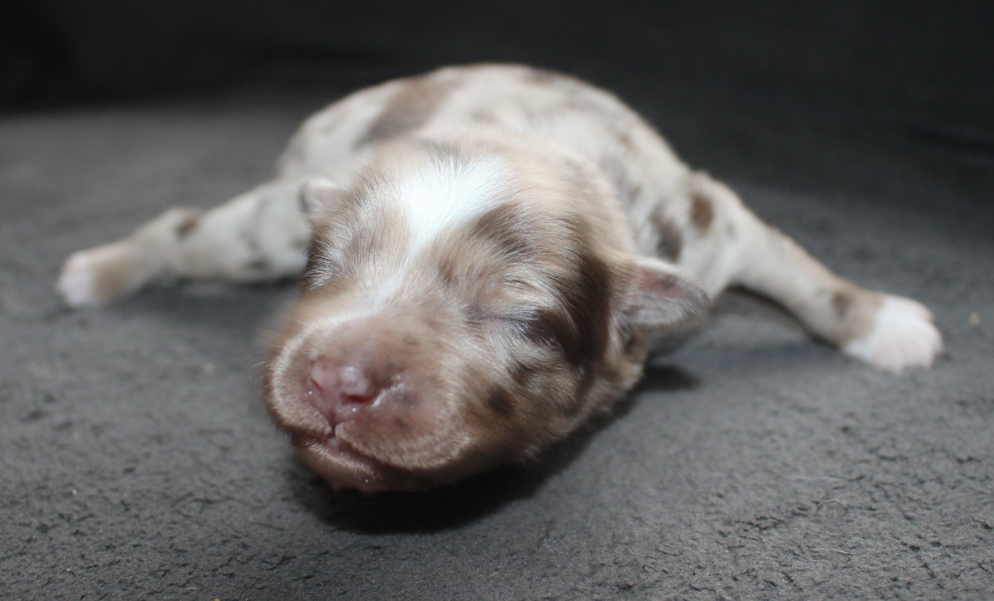 Of Joy's Heaven - Chiots disponibles - Berger Australien