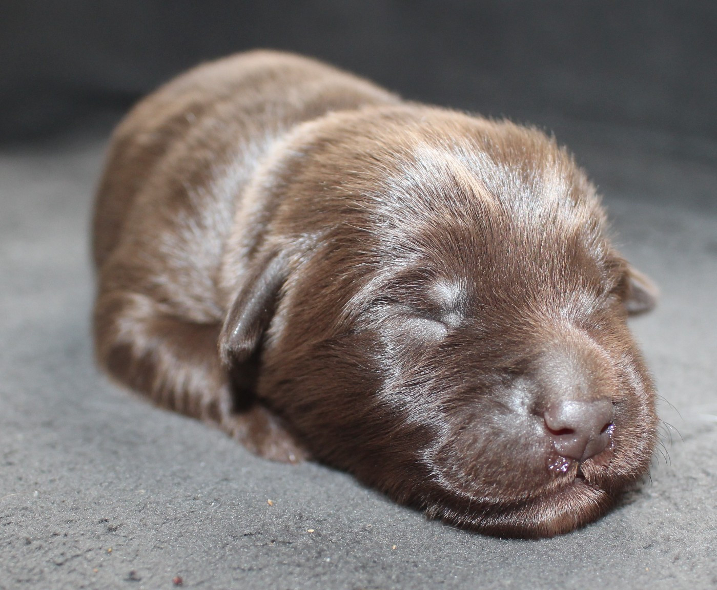 Of Joy's Heaven - Chiots disponibles - Berger Australien