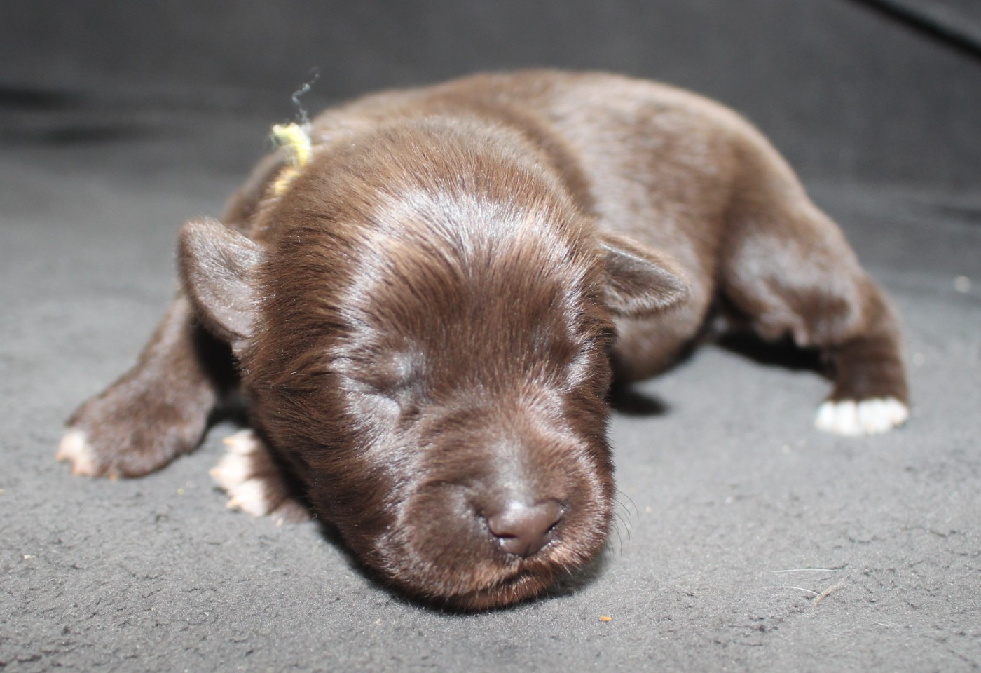 Of Joy's Heaven - Chiots disponibles - Berger Australien