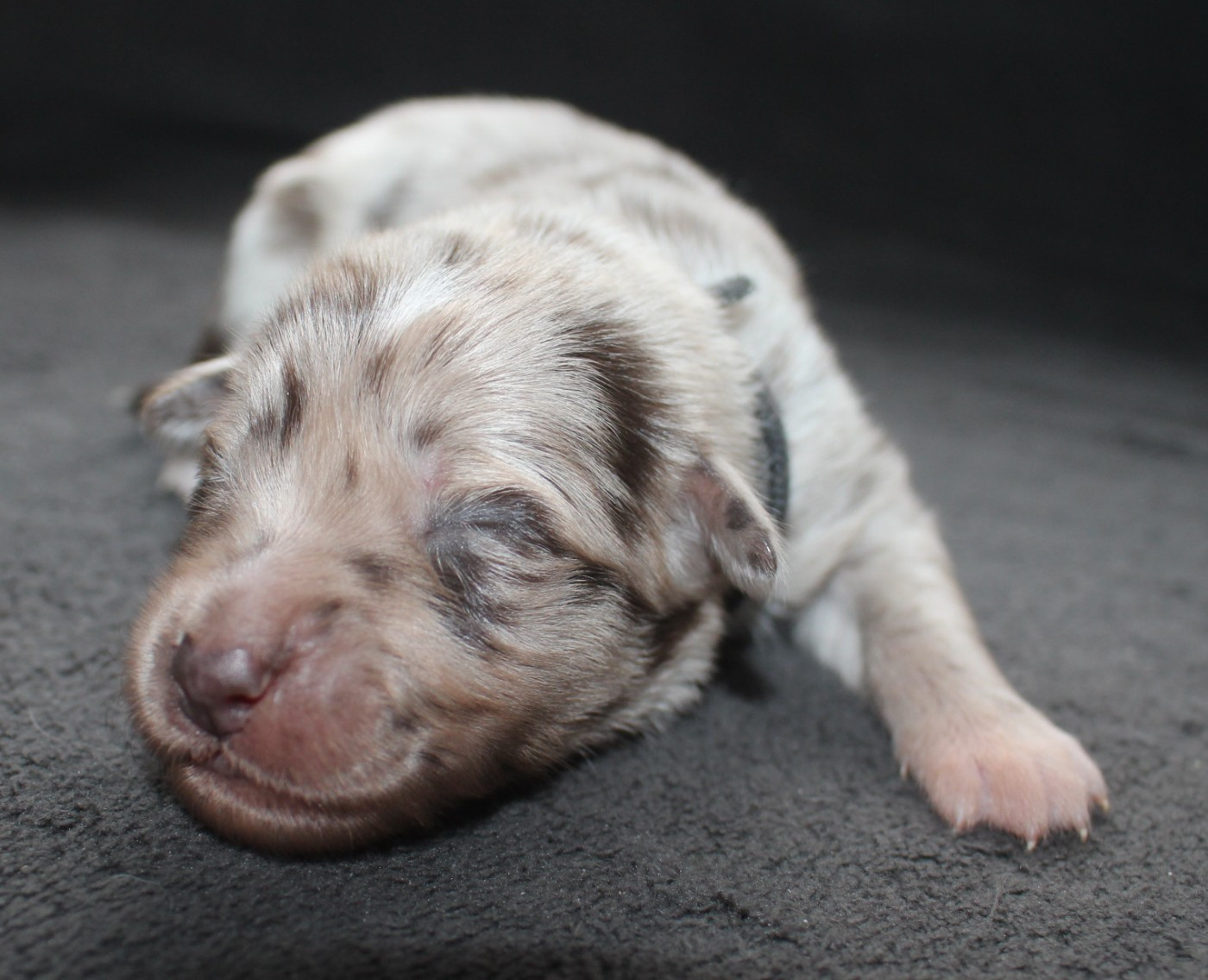 Of Joy's Heaven - Chiots disponibles - Berger Australien