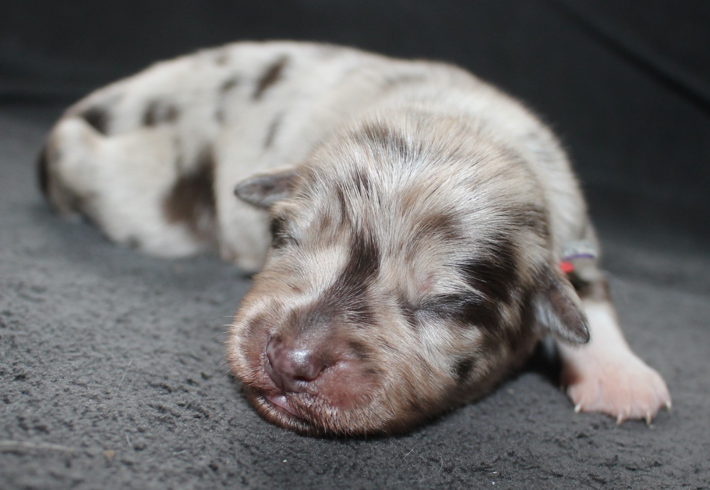 Of Joy's Heaven - Chiots disponibles - Berger Australien