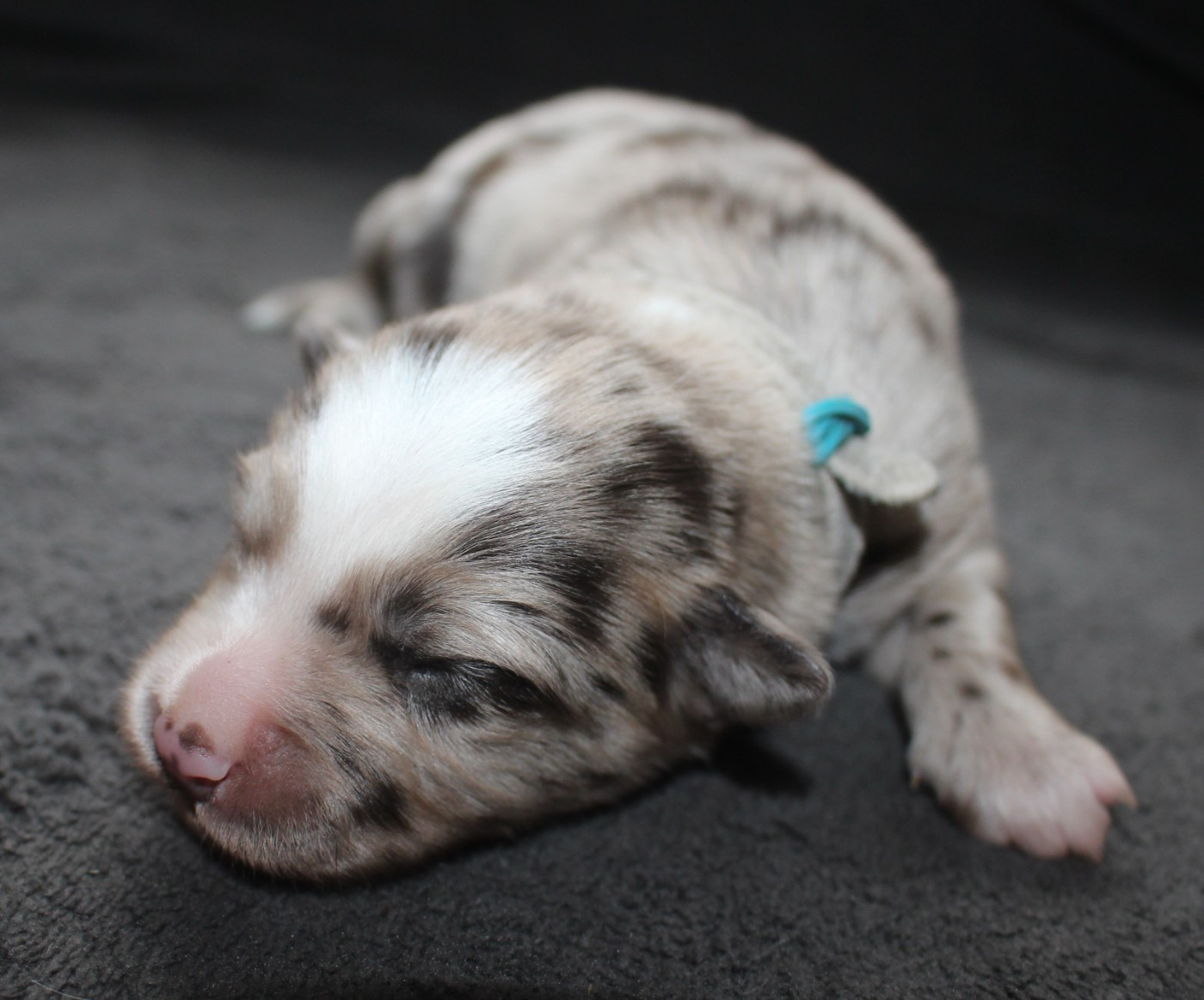 Of Joy's Heaven - Chiots disponibles - Berger Australien