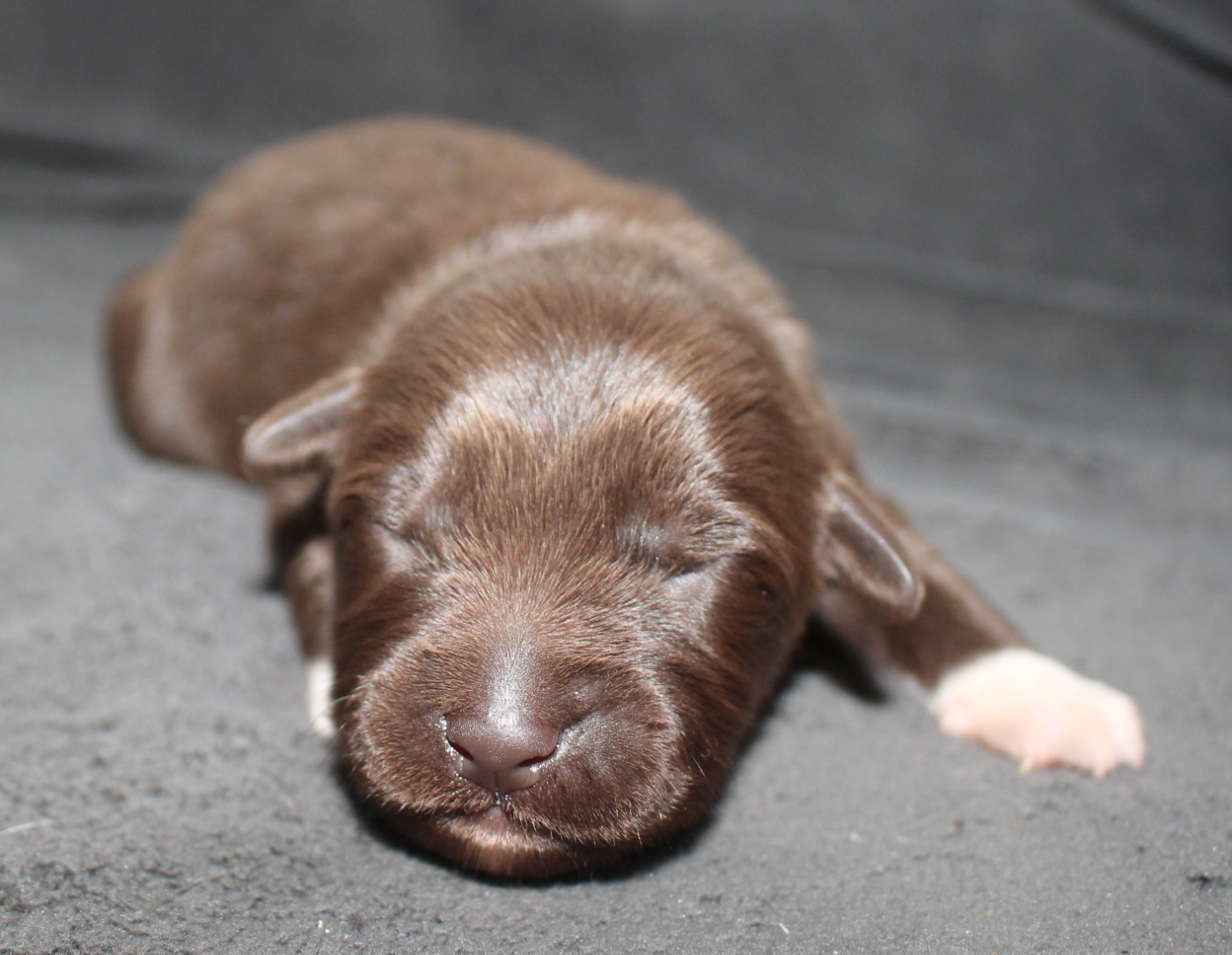 Of Joy's Heaven - Chiots disponibles - Berger Australien