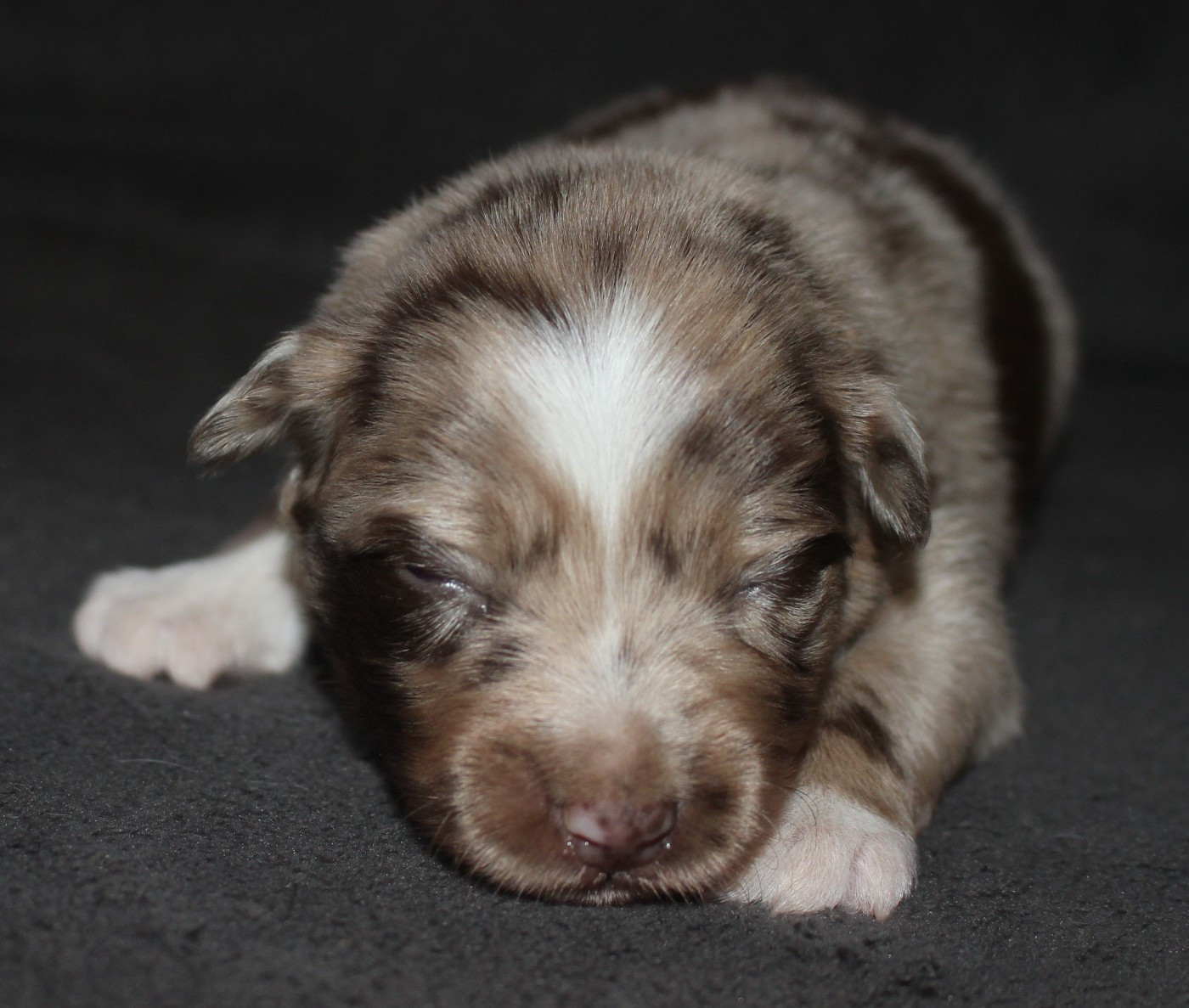 Of Joy's Heaven - Chiots disponibles - Berger Australien