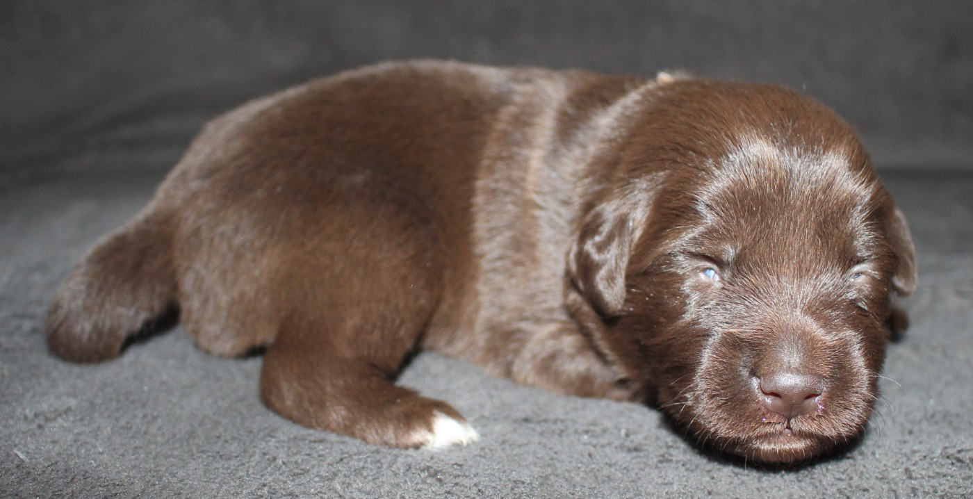 Of Joy's Heaven - Chiots disponibles - Berger Australien