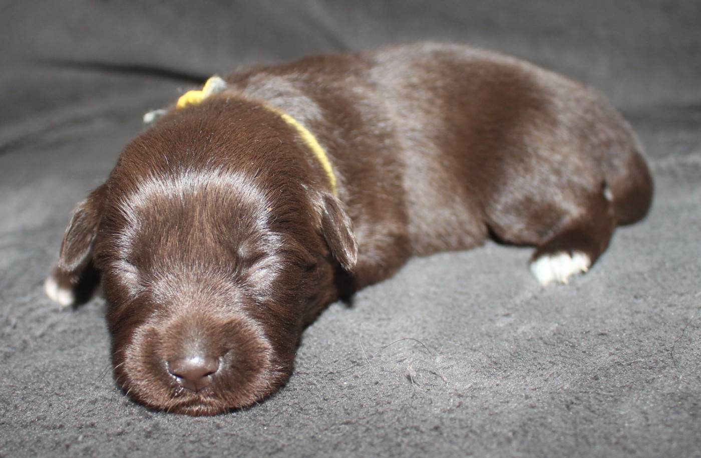 Of Joy's Heaven - Chiots disponibles - Berger Australien