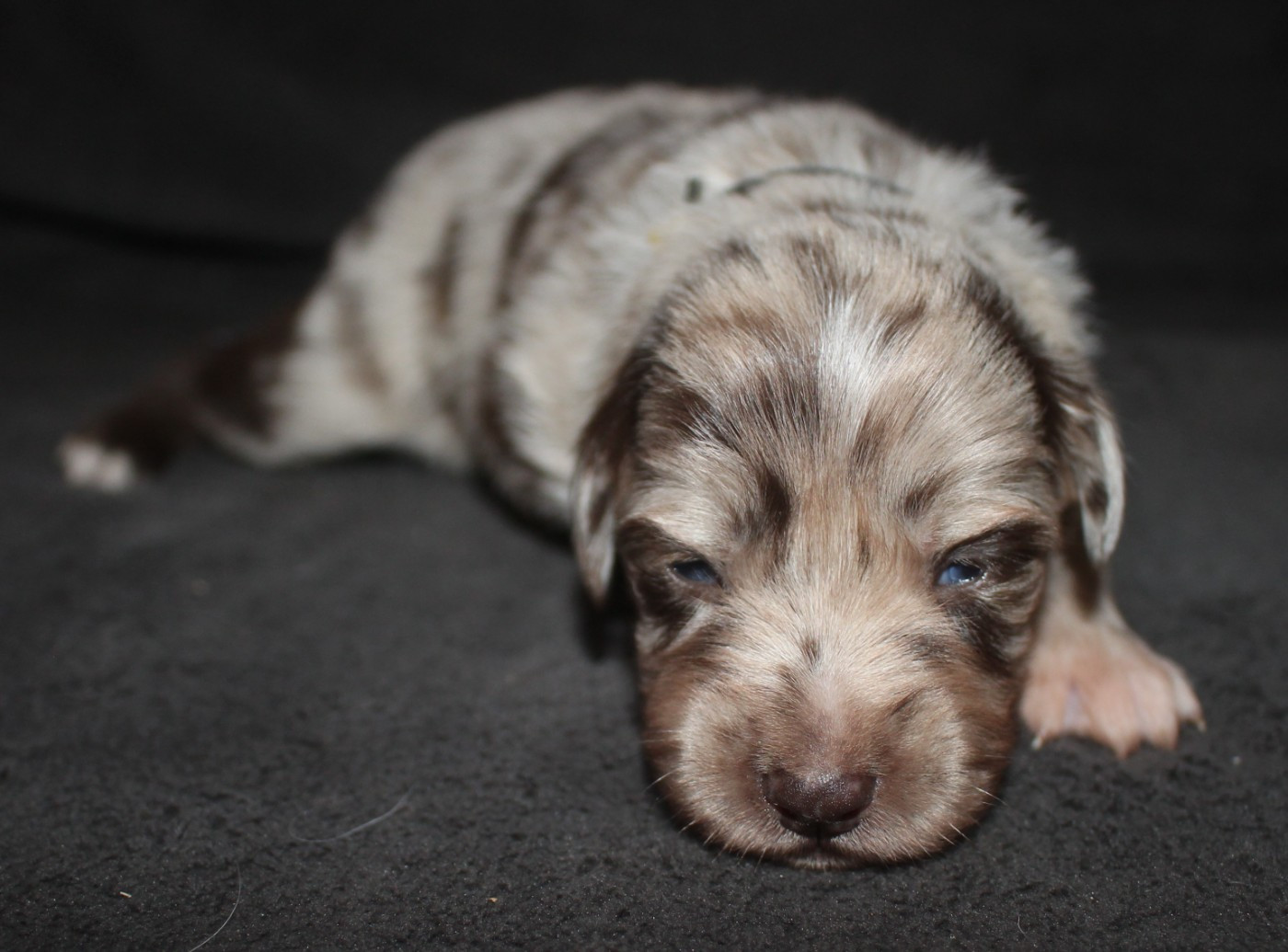 Of Joy's Heaven - Chiots disponibles - Berger Australien