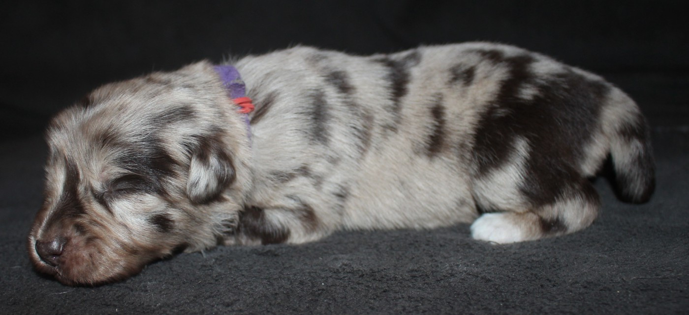 Of Joy's Heaven - Chiots disponibles - Berger Australien