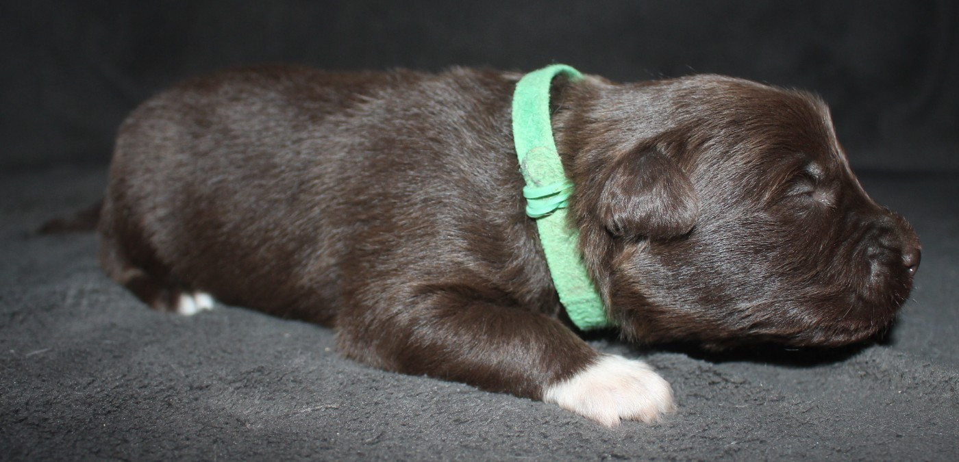 Of Joy's Heaven - Chiots disponibles - Berger Australien