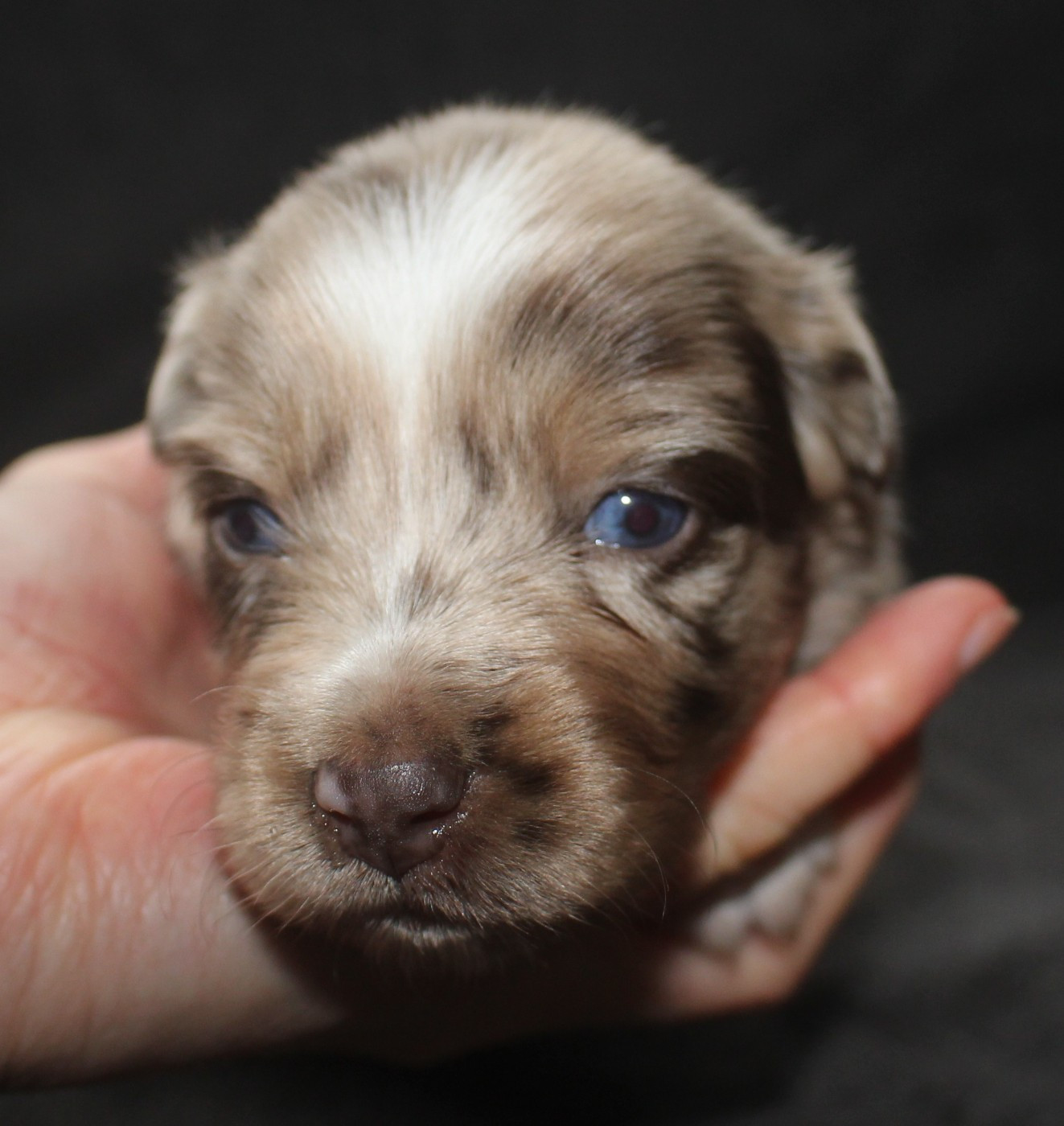 Of Joy's Heaven - Chiots disponibles - Berger Australien