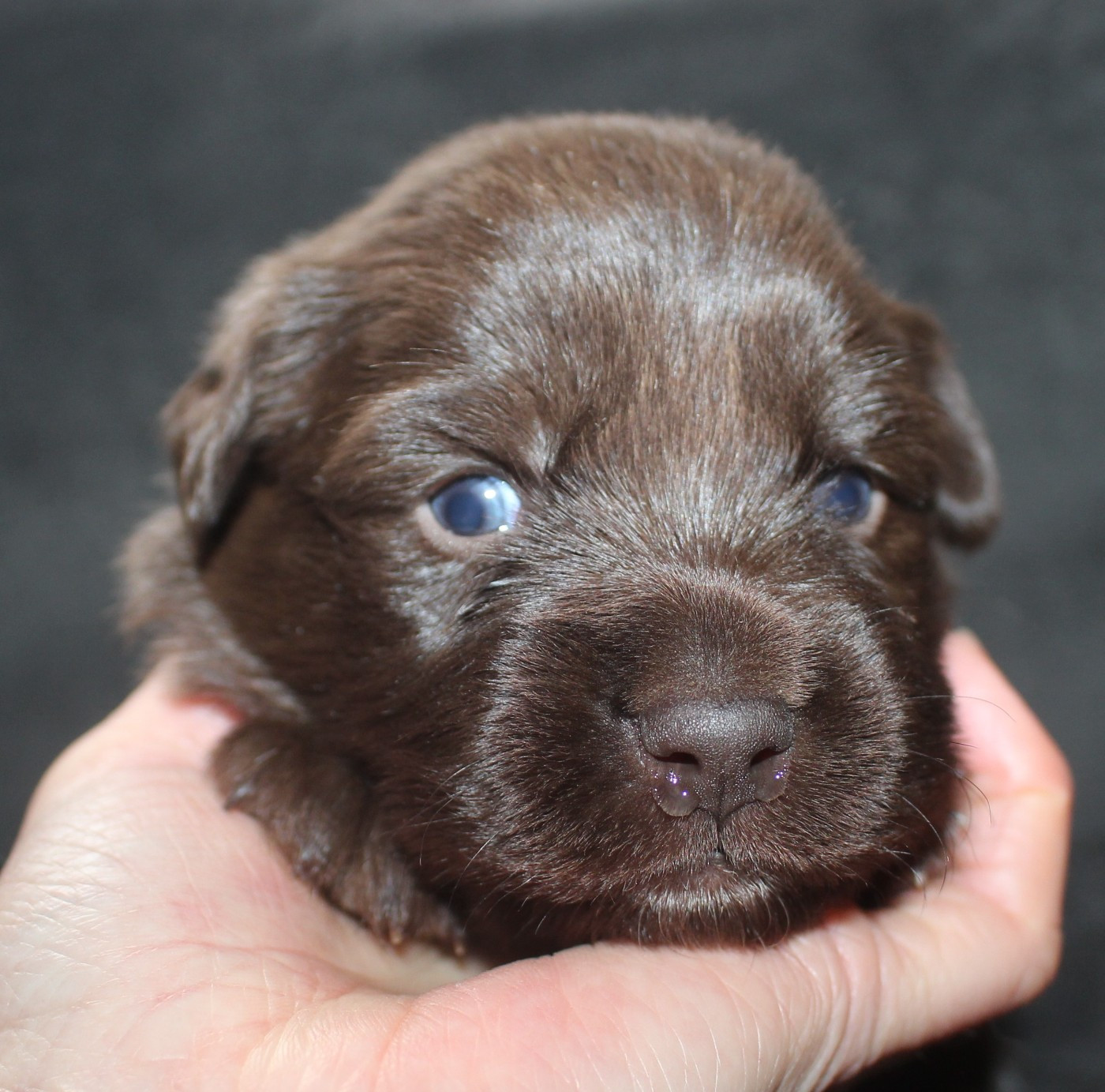 Of Joy's Heaven - Chiots disponibles - Berger Australien