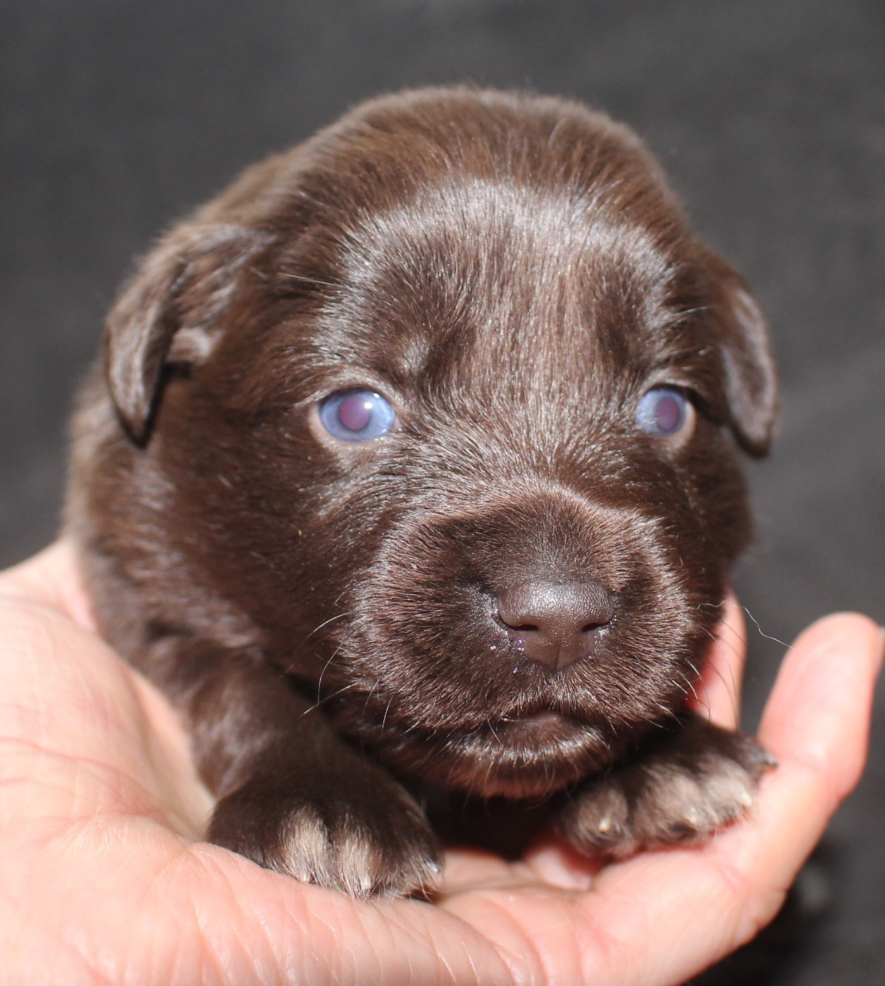 Of Joy's Heaven - Chiots disponibles - Berger Australien