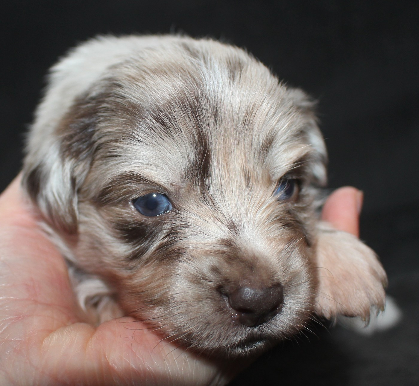 Of Joy's Heaven - Chiots disponibles - Berger Australien