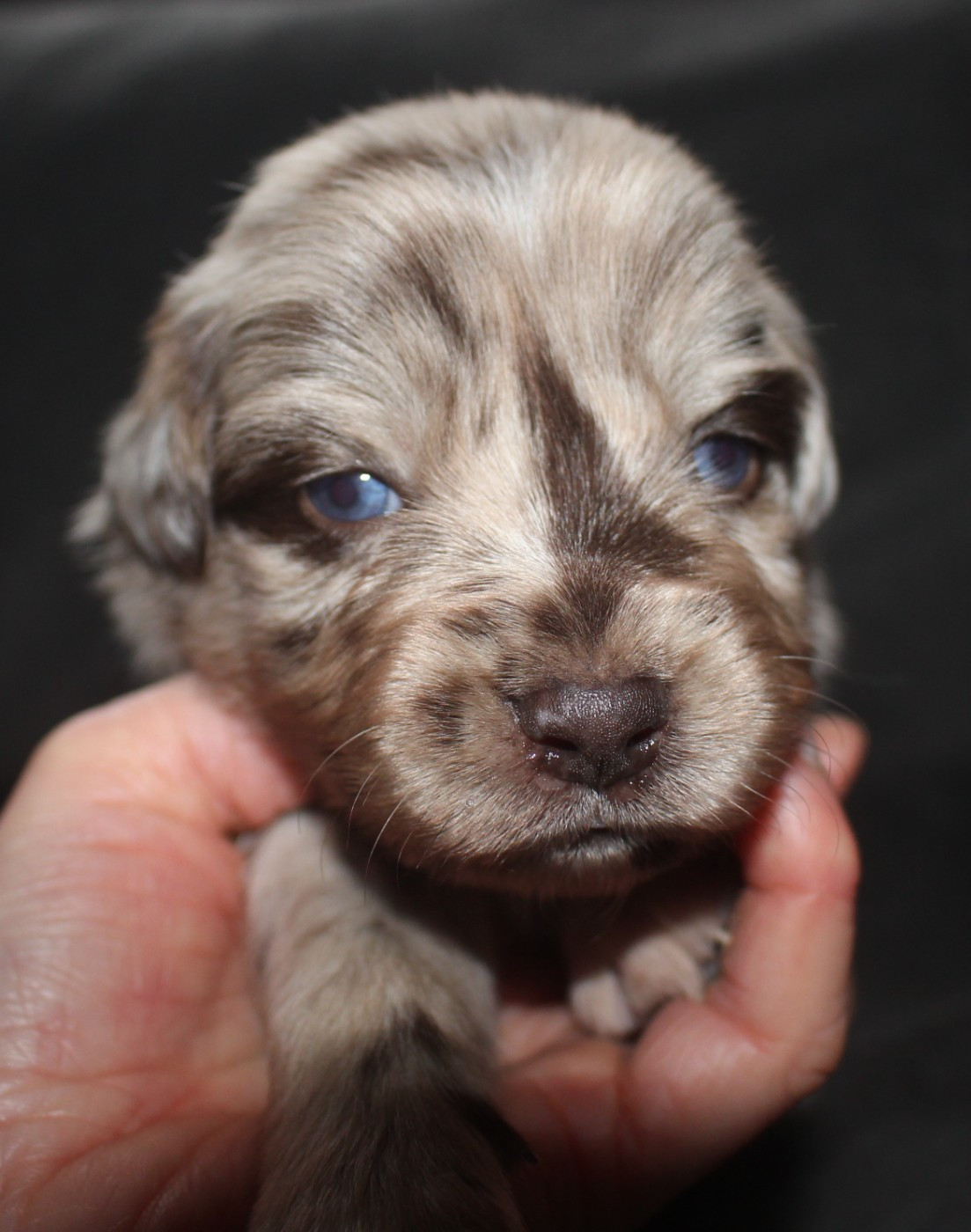 Of Joy's Heaven - Chiots disponibles - Berger Australien