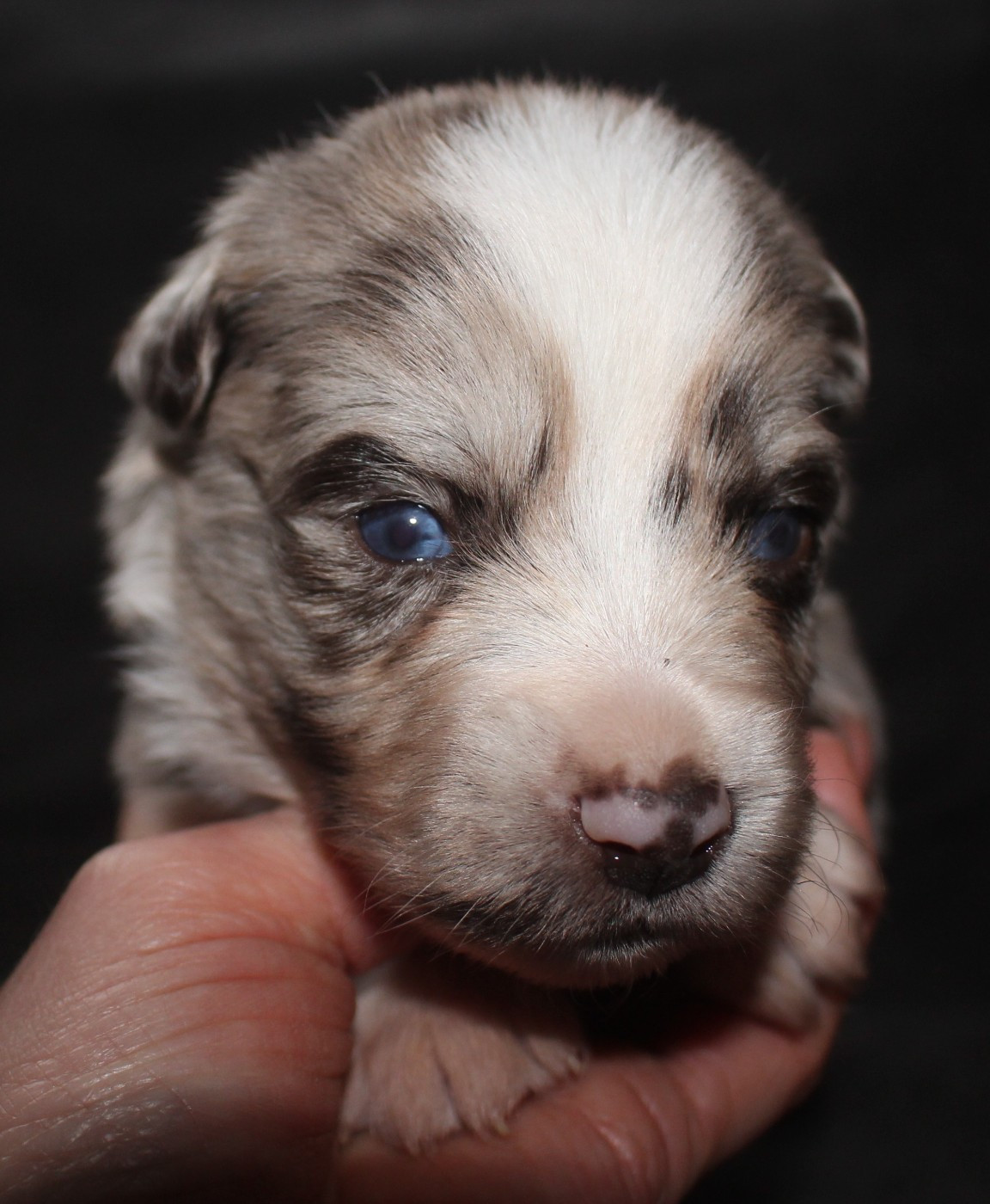 Of Joy's Heaven - Chiots disponibles - Berger Australien