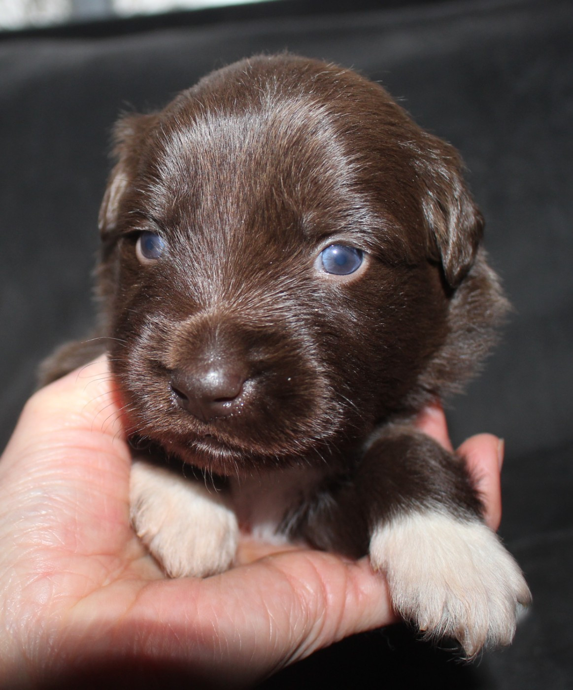 Of Joy's Heaven - Chiots disponibles - Berger Australien