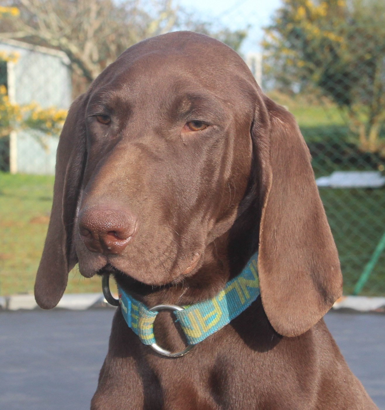 Of Joy's Heaven - Chiots disponibles - Braque allemand à poil court