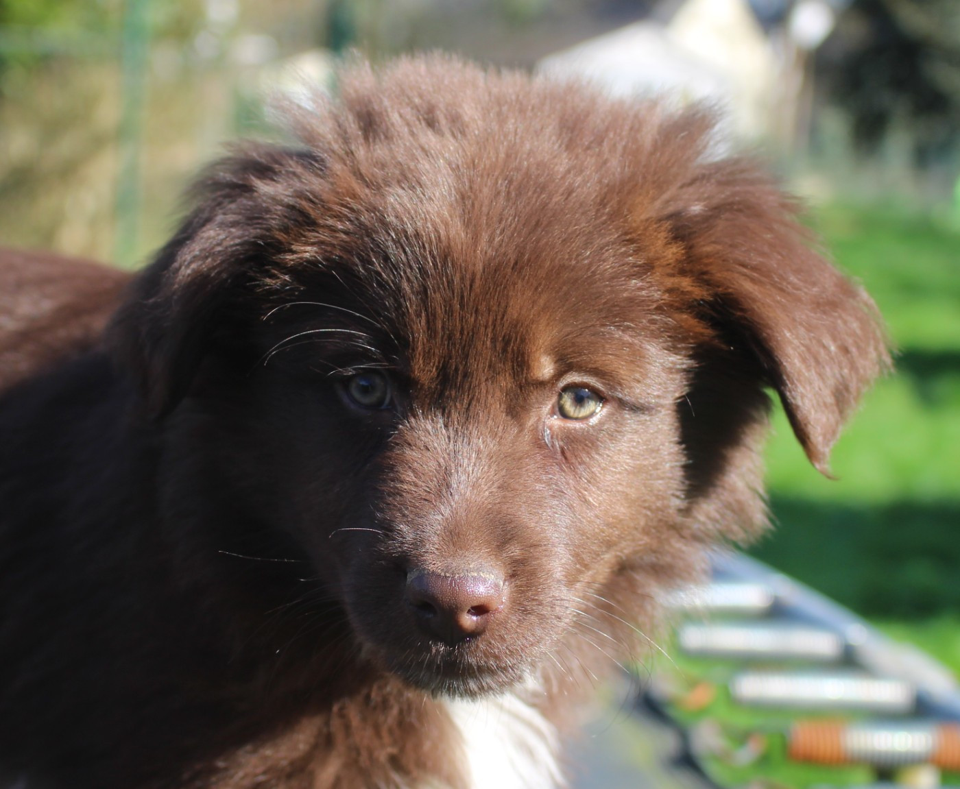 Of Joy's Heaven - Chiots disponibles - Berger Australien