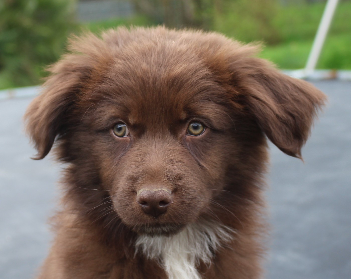 Of Joy's Heaven - Chiots disponibles - Berger Australien