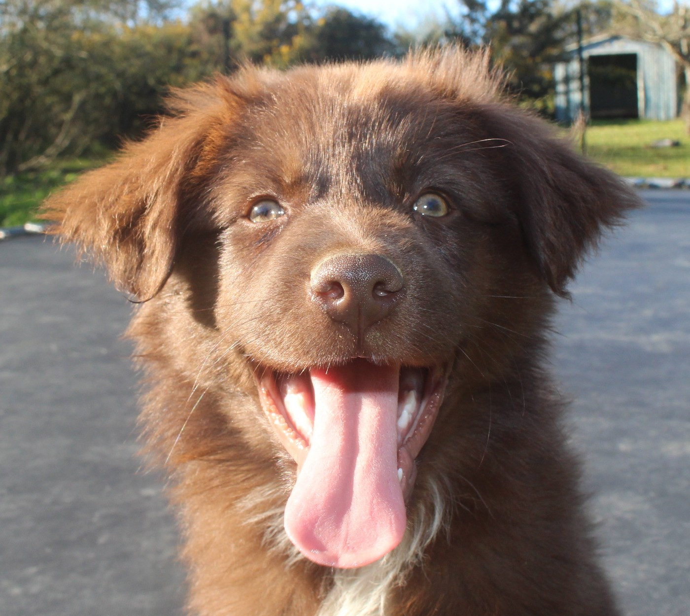 Of Joy's Heaven - Chiots disponibles - Berger Australien