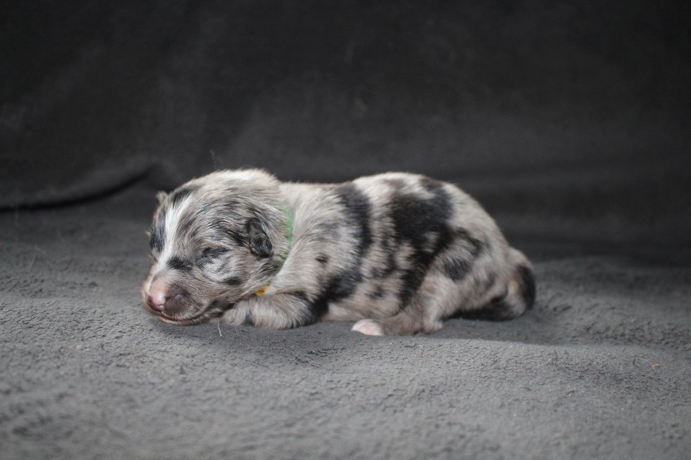 Of Joy's Heaven - Chiots disponibles - Berger Australien