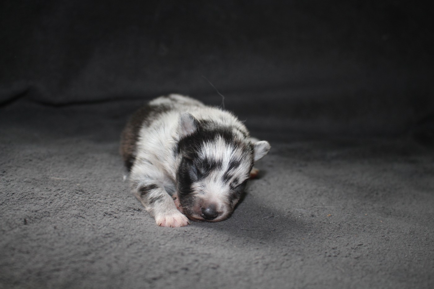 Of Joy's Heaven - Chiots disponibles - Berger Australien