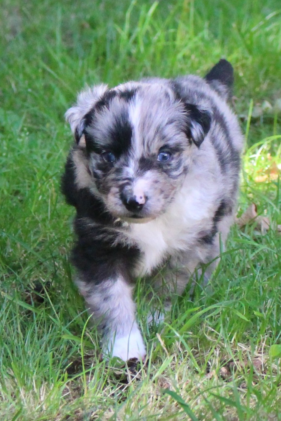 Of Joy's Heaven - Chiots disponibles - Berger Australien