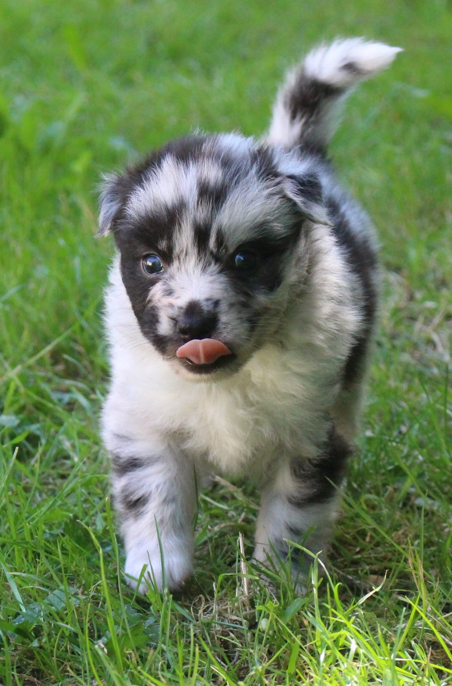 Of Joy's Heaven - Chiots disponibles - Berger Australien