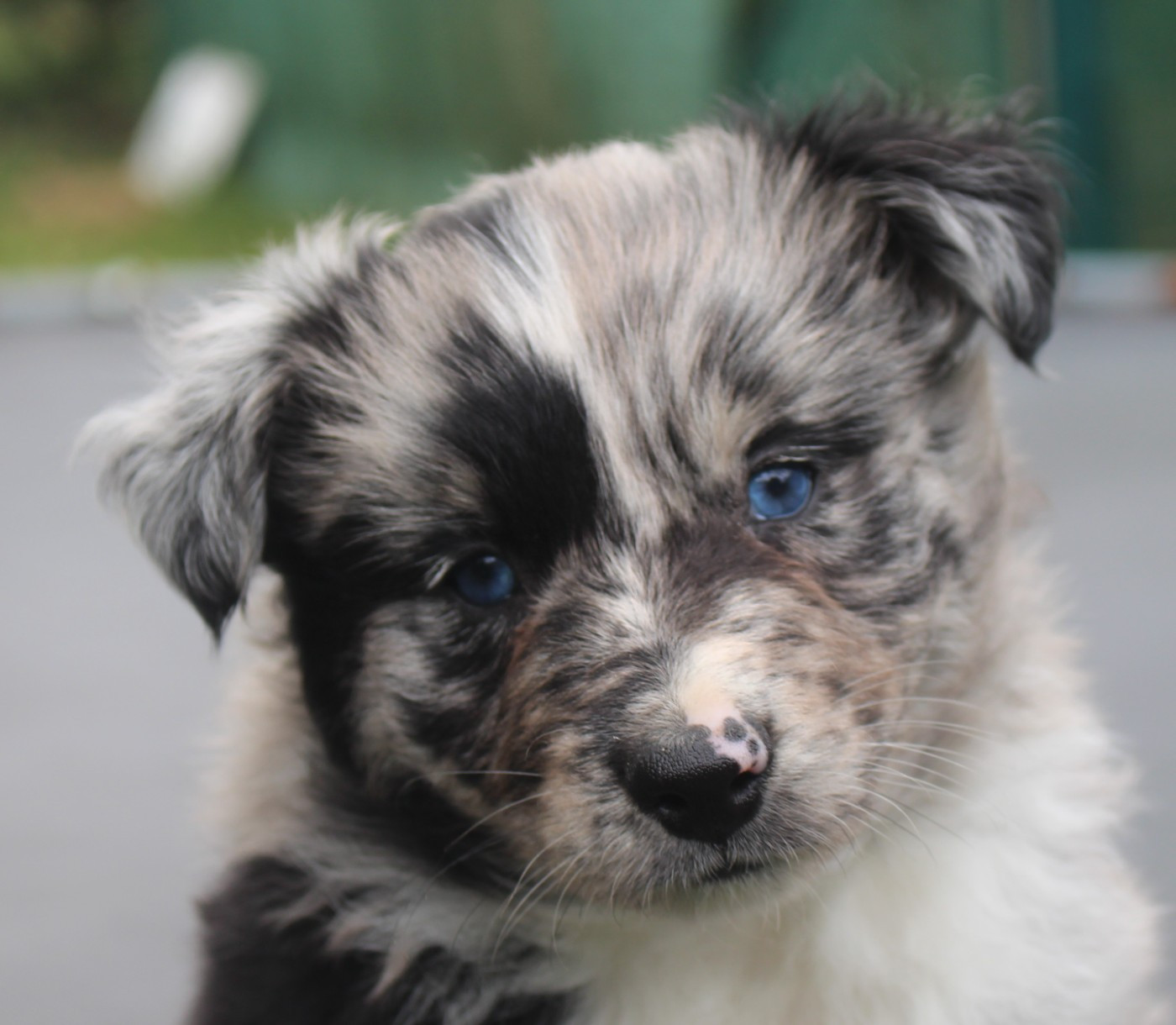Of Joy's Heaven - Chiots disponibles - Berger Australien