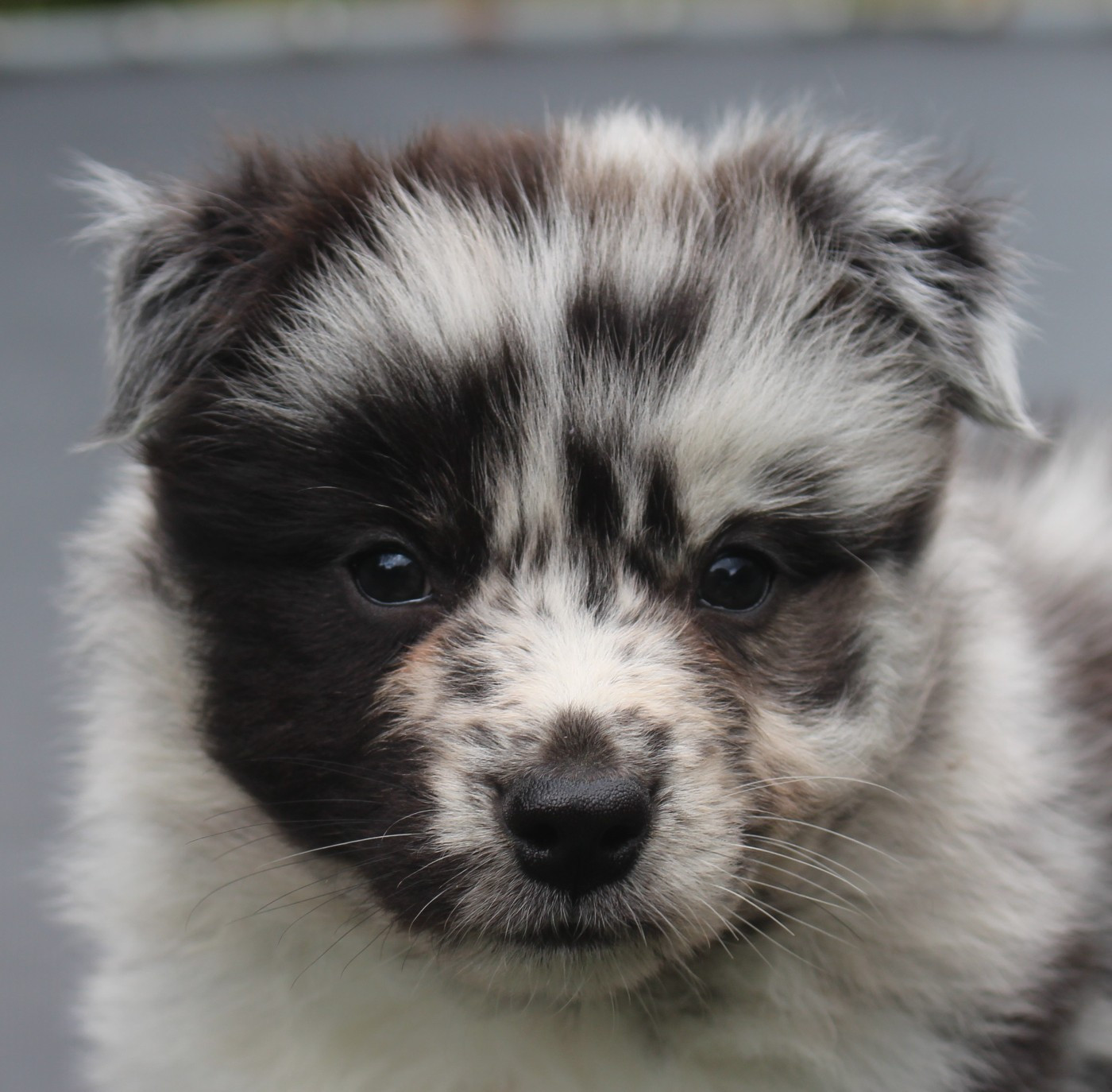 Of Joy's Heaven - Chiots disponibles - Berger Australien