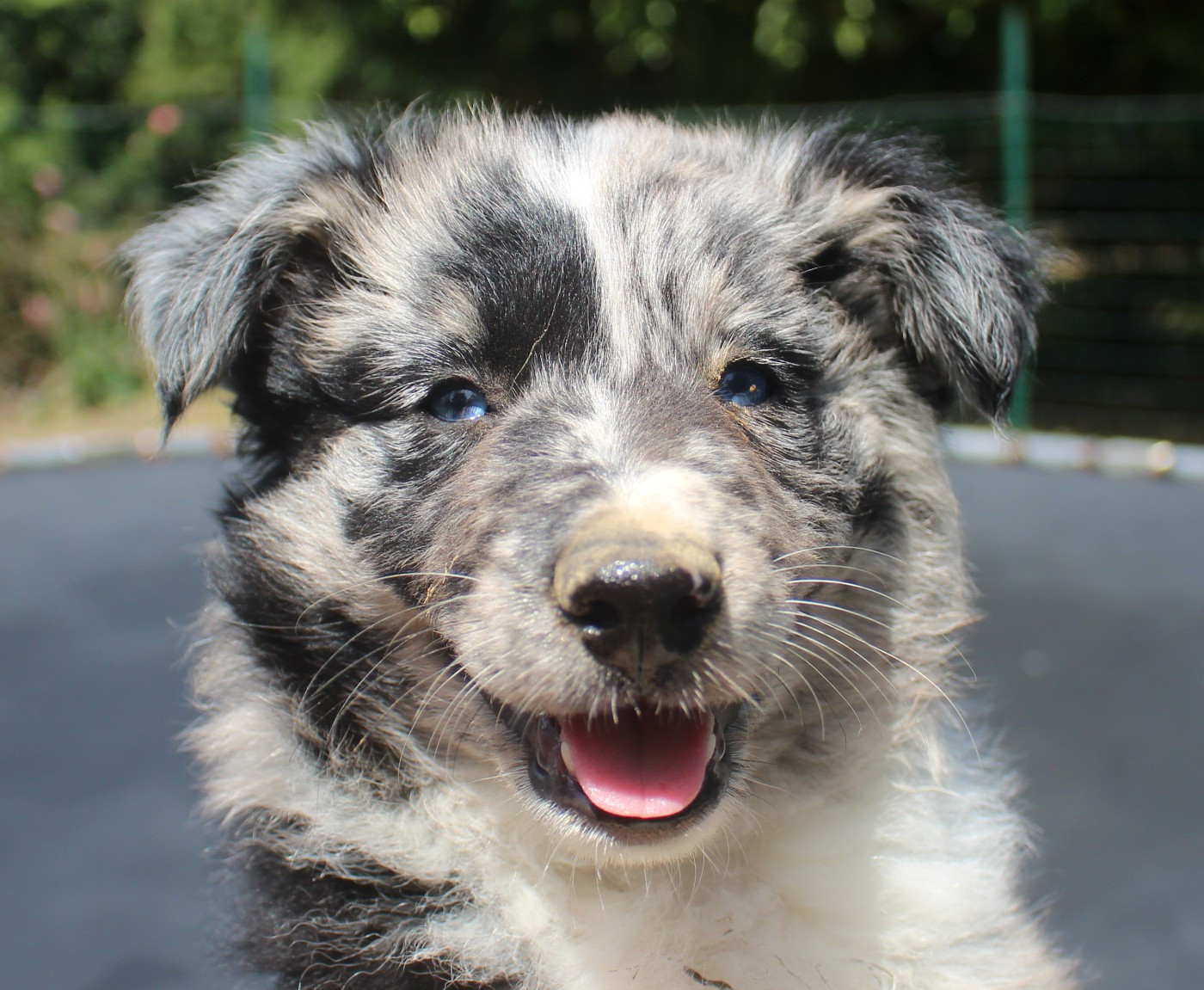 Of Joy's Heaven - Chiots disponibles - Berger Australien
