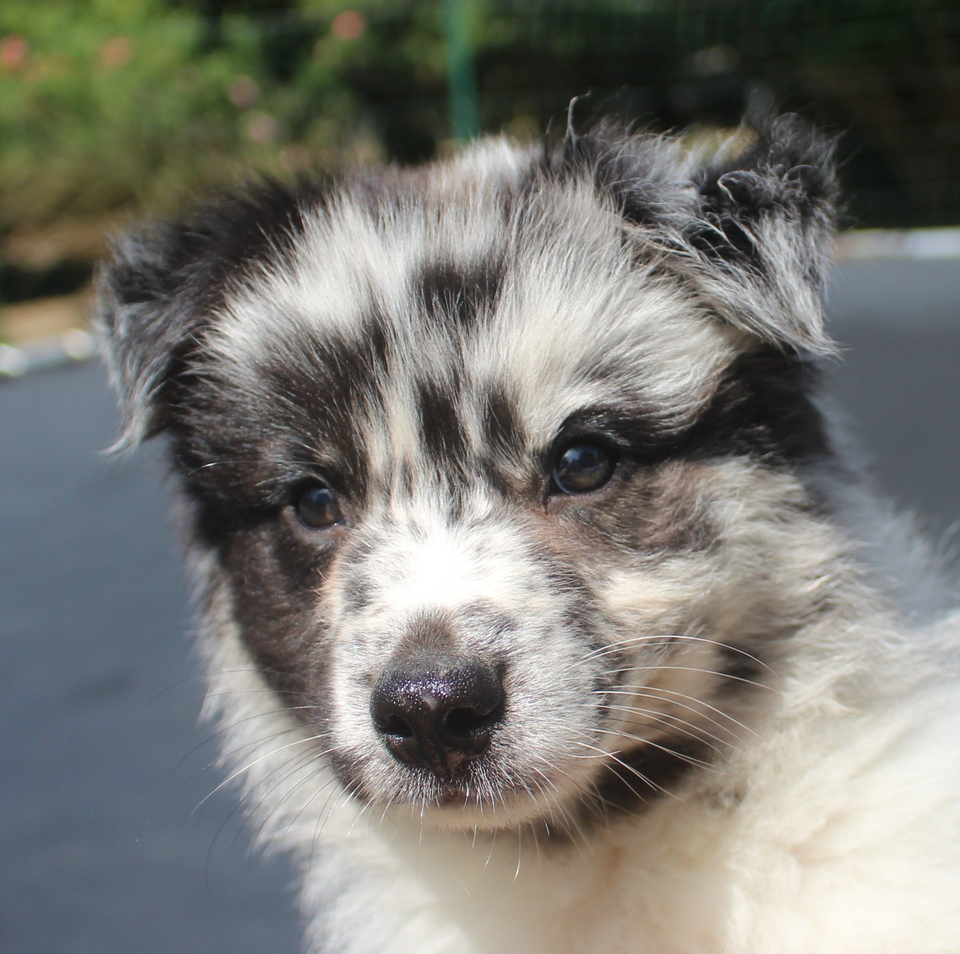 Of Joy's Heaven - Chiots disponibles - Berger Australien