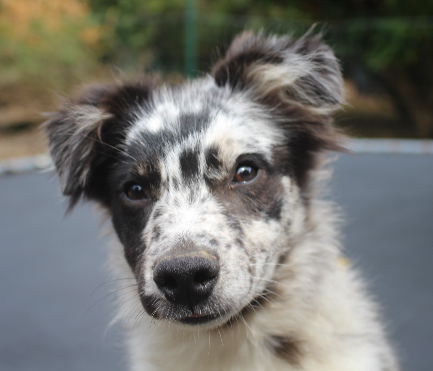 Of Joy's Heaven - Chiots disponibles - Berger Australien