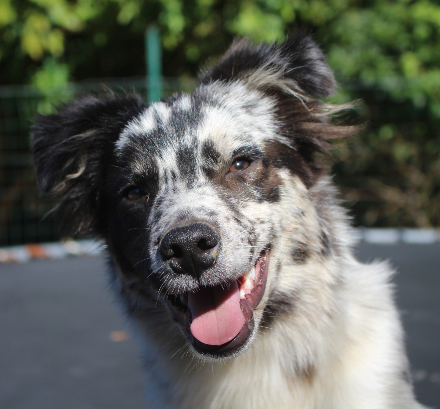 Of Joy's Heaven - Chiots disponibles - Berger Australien