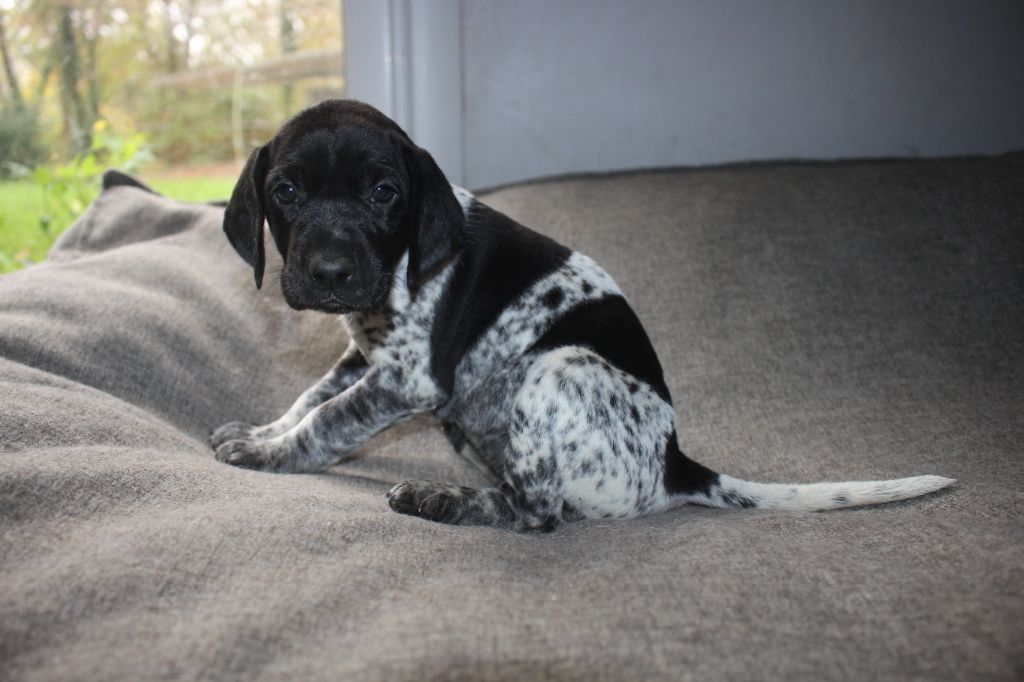 Of Joy's Heaven - Chiots disponibles - Braque allemand à poil court